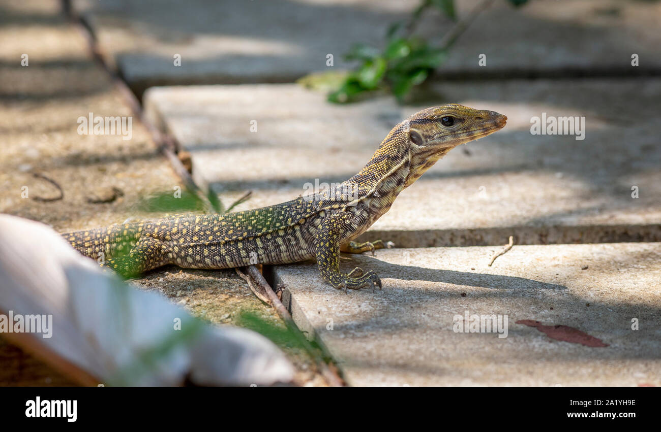 Asiatischer Wasser-Monitor (Varanus Salvator) Stockfoto