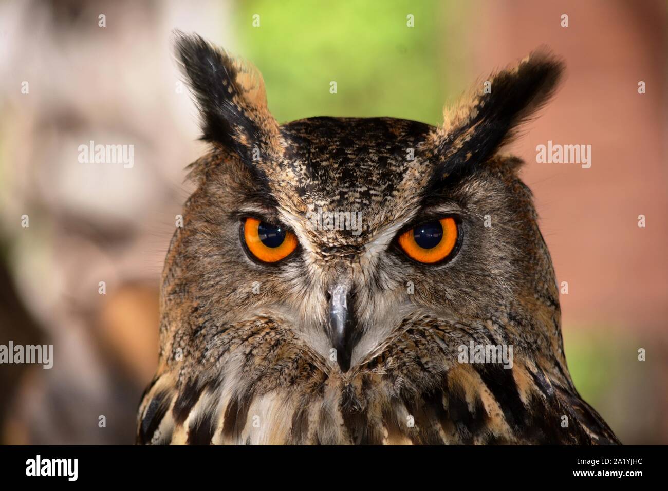 Der Kopf der Eule mit dem orangefarbenen Augen Stockfoto