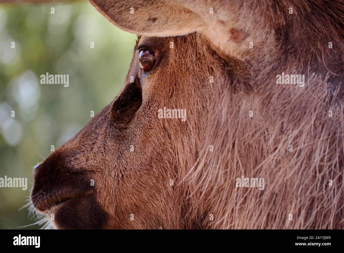 Der Kopf eines Hirsches Stockfoto
