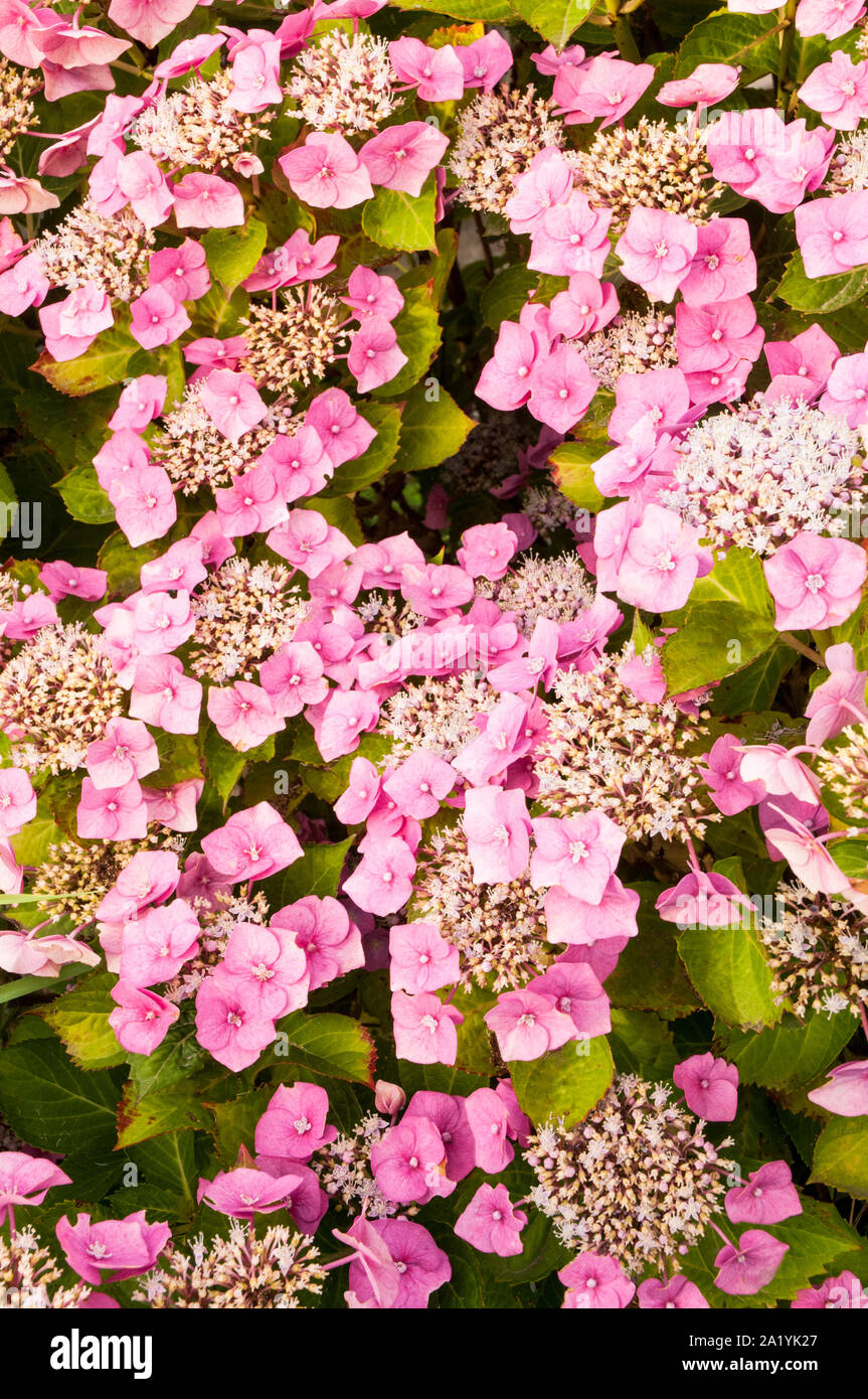 Rosa Lacecap Hydrangea macrophylla Blütezeit Mitte bis Ende Sommer Laub- und vollkommen winterhart Stockfoto