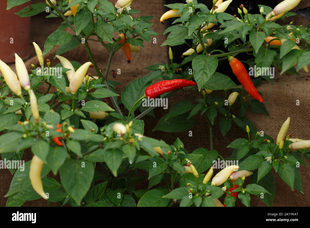 "Aji Omnicolor' 50.000 Scoville. Stockfoto