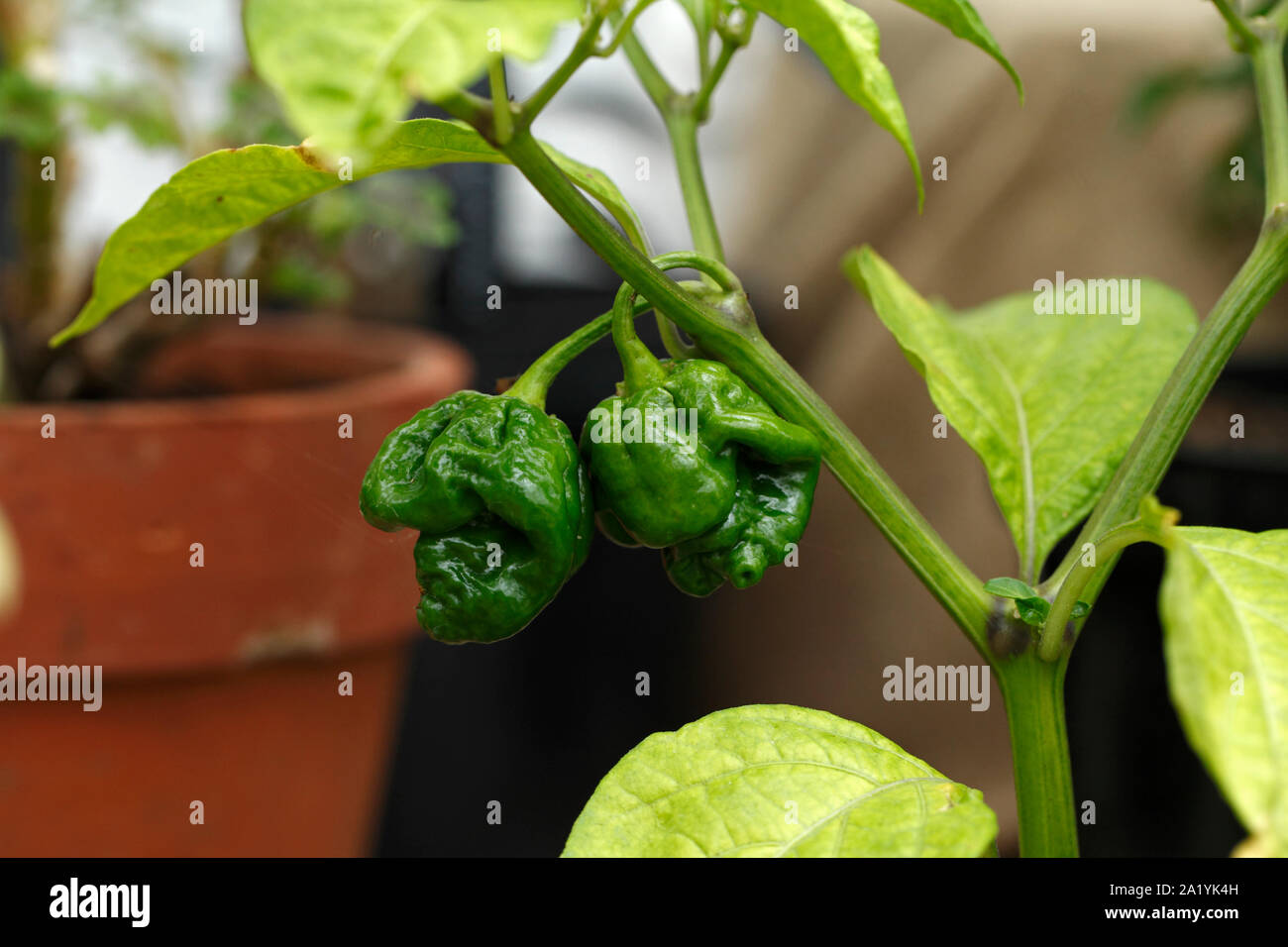 Chili '7 Pot Gelb" 1.000.000 Scoville. Stockfoto