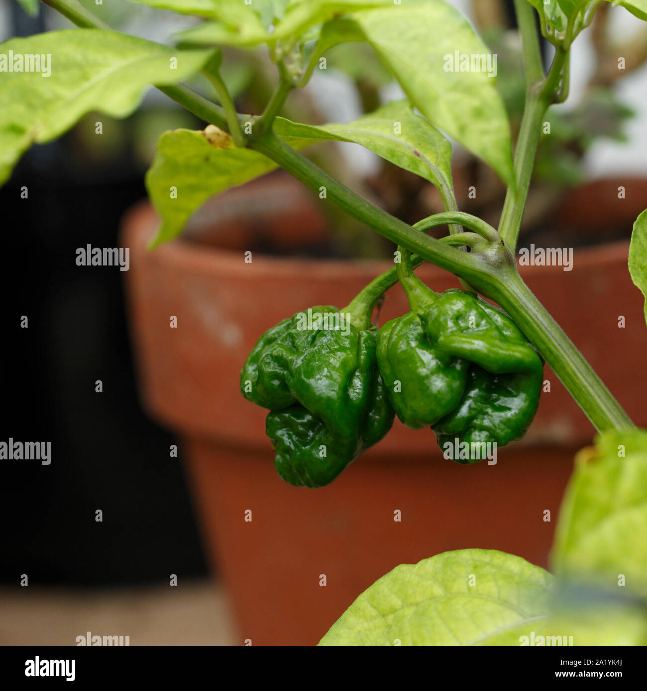 Chili '7 Pot Gelb" 1.000.000 Scoville. Stockfoto