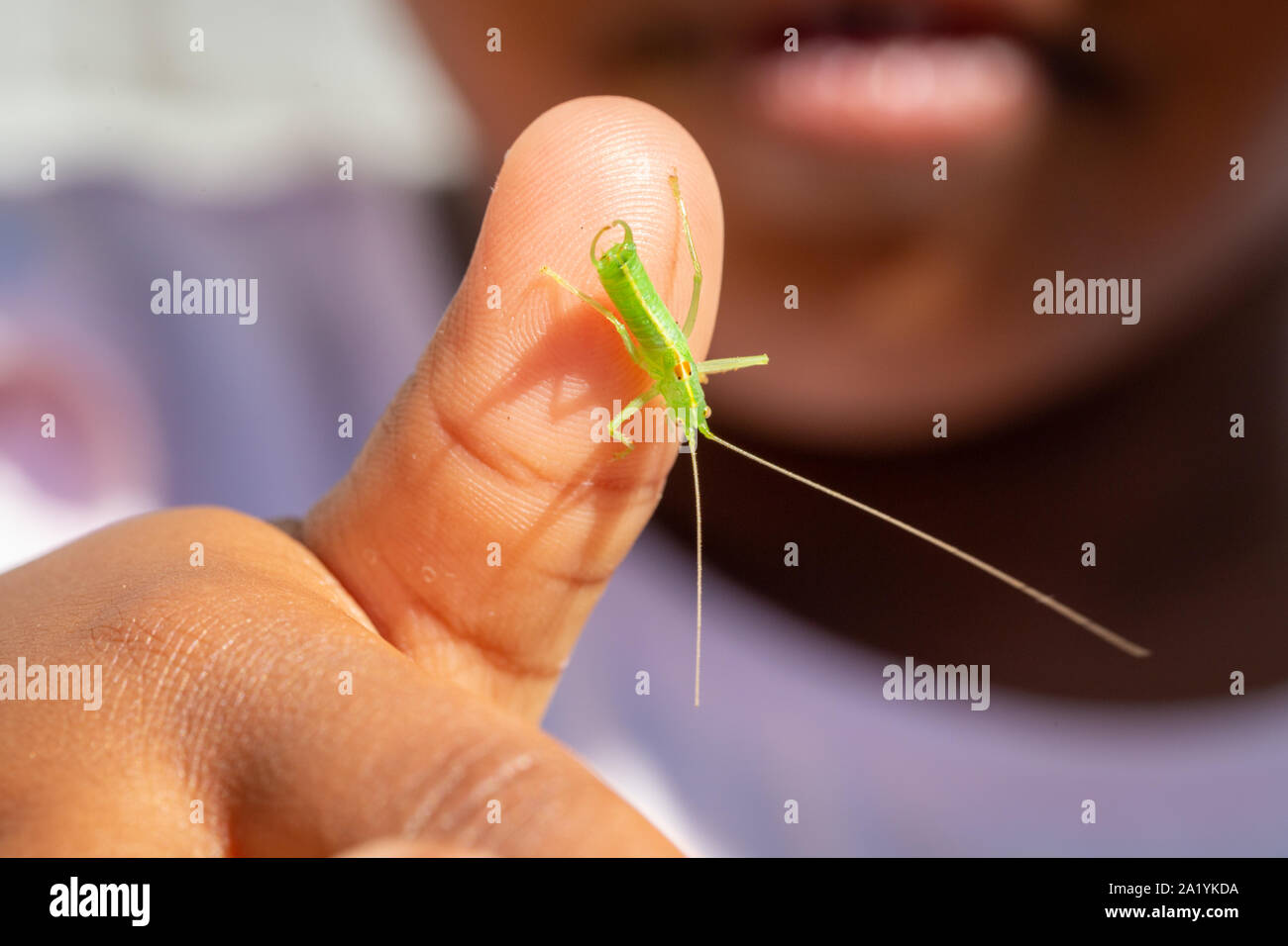 Einzelne männliche Meconema thalassinum, bekannt als die Eiche Bush - Kricket oder Drumming katydid, auf Daumen eines Kindes Stockfoto