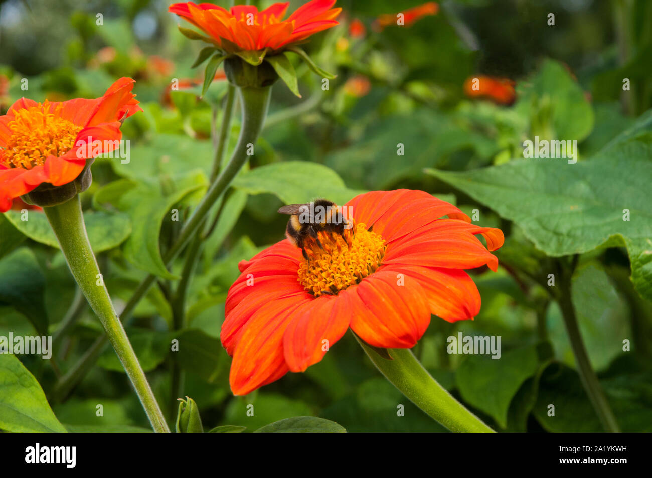 Hummel Bombus terrestris mit Zunge, Pollen sammeln von Helenium Blumen- und Pflanzenwelt und Natur in ihrer natürlichen Umgebung Stockfoto