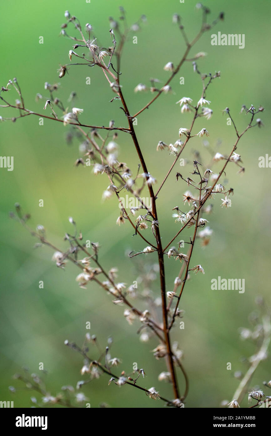 Kleine getrocknete Blumen gegen grüne Hintergrund - Brevard, North Carolina, United States Stockfoto