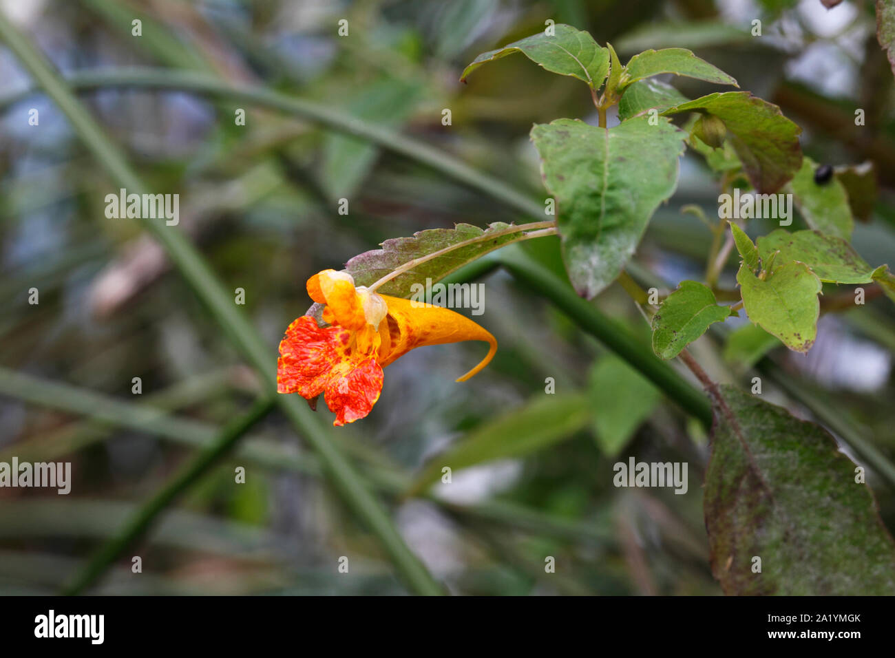 Orange Balsam - Impatiens capensis. Stockfoto