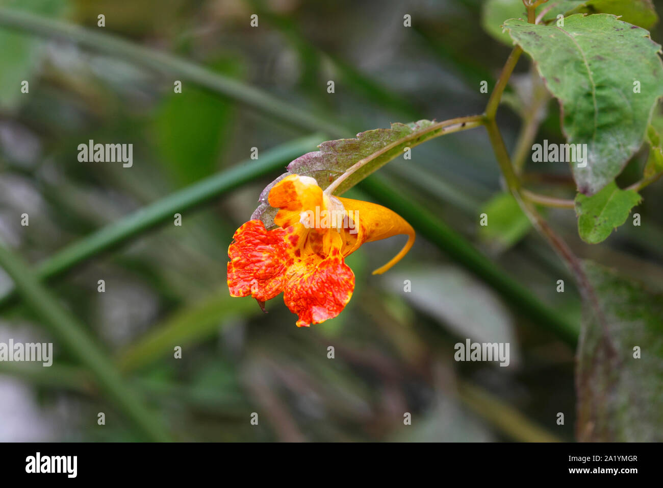 Orange Balsam - Impatiens capensis. Stockfoto