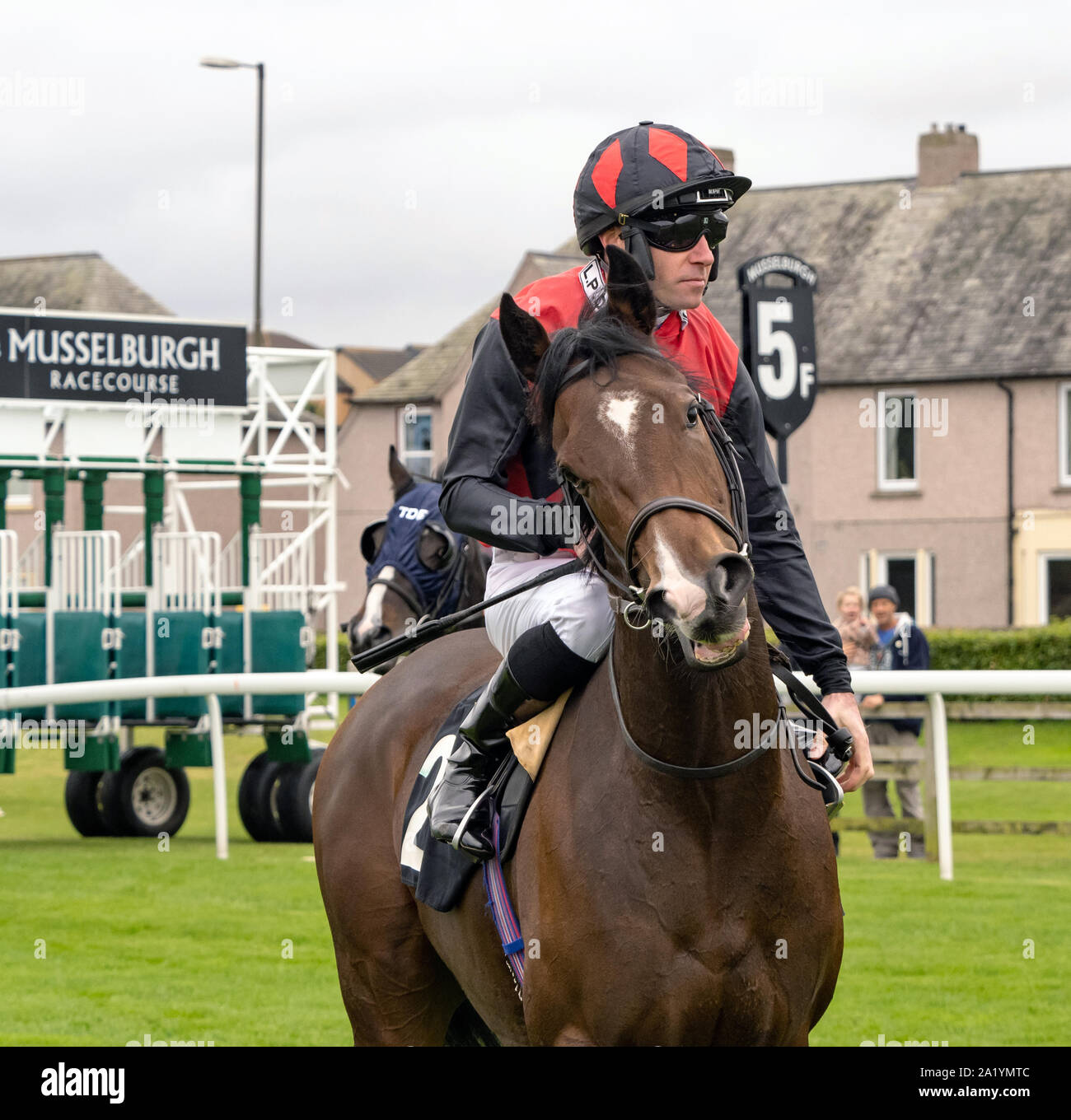 Jockey Tom Eaves auf Nicht auf Ihrem Nellie, vor jedem Rennen live auf RacingTV Kindergarten Handicap bei Musselburgh - 29. September 2019. Stockfoto