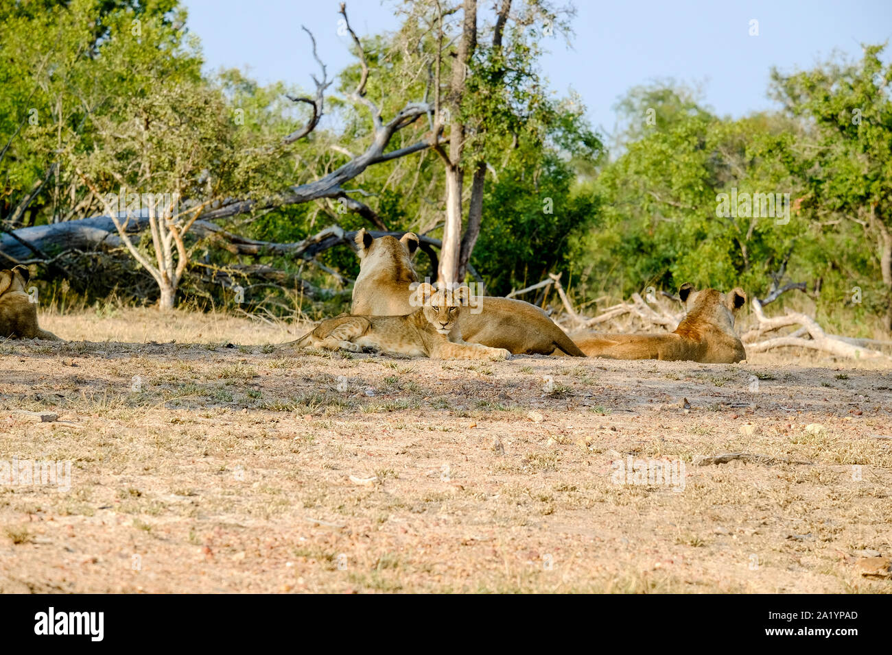 Zwei Löwinnen mit einem Cub am Ende des Tages ruhen Stockfoto