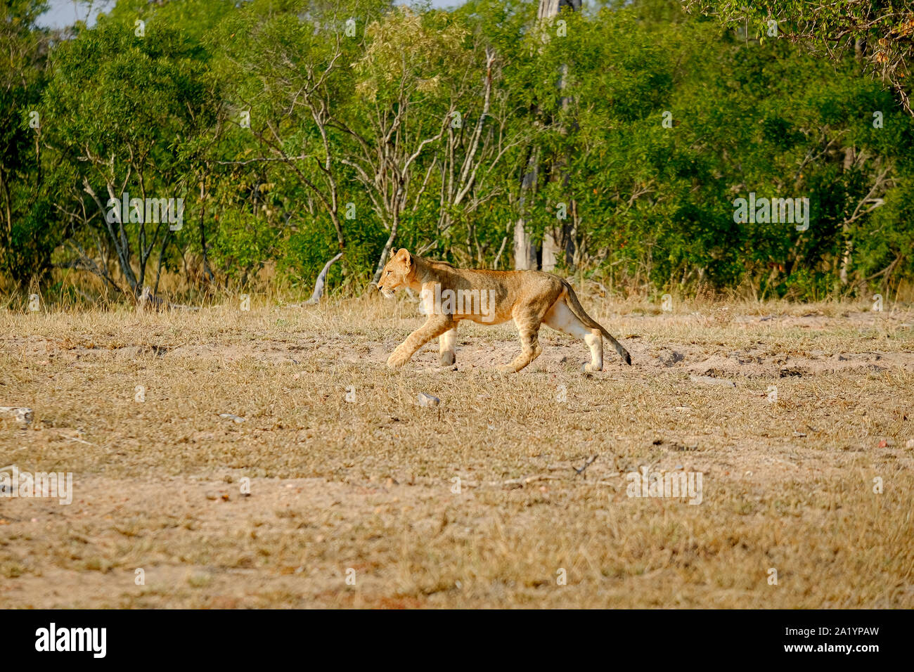 African Lion cub allein in der Wildnis Stockfoto