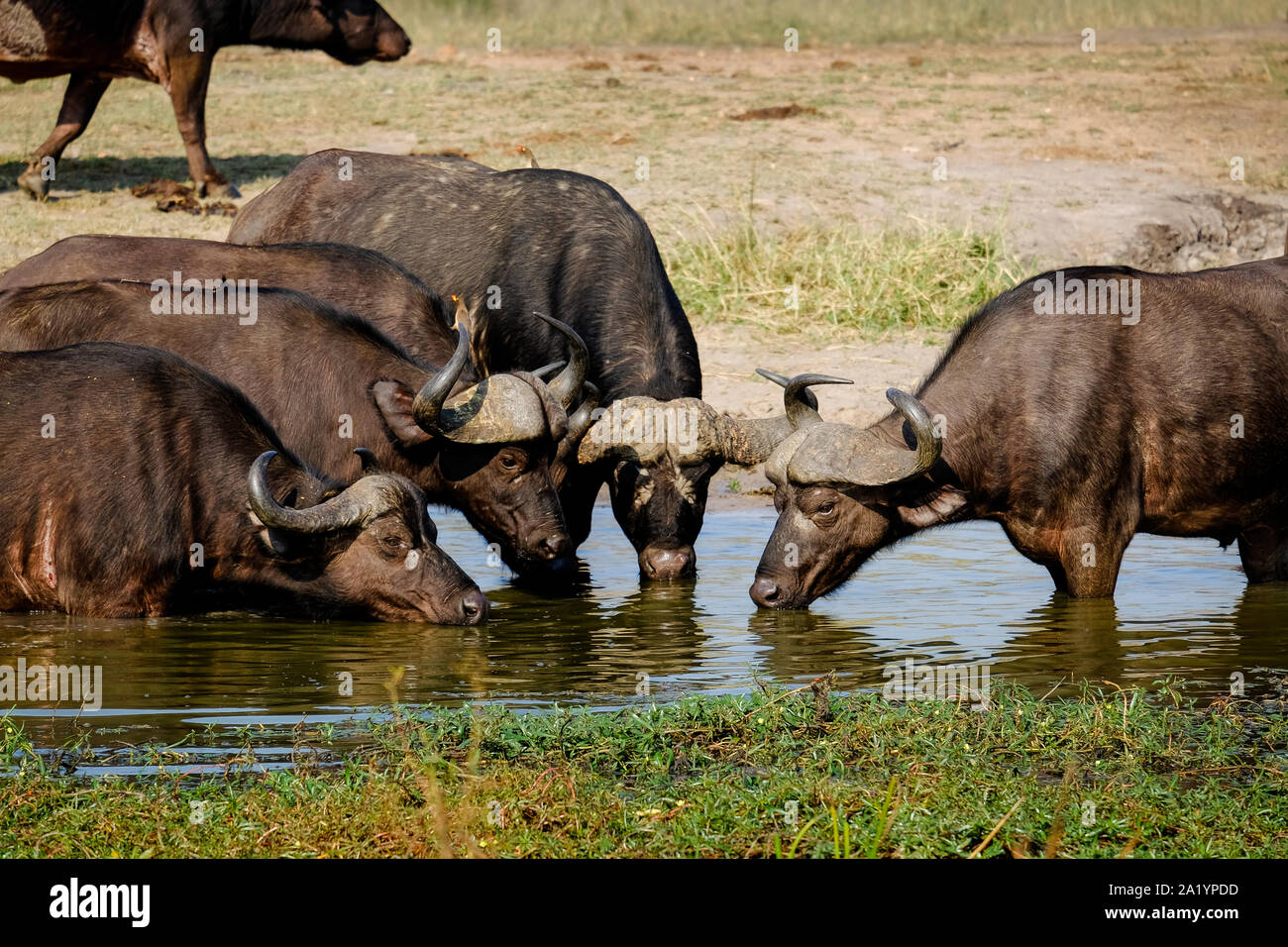 Vier Kaffernbüffel Trinkwasser aus einem Wasserloch Stockfoto