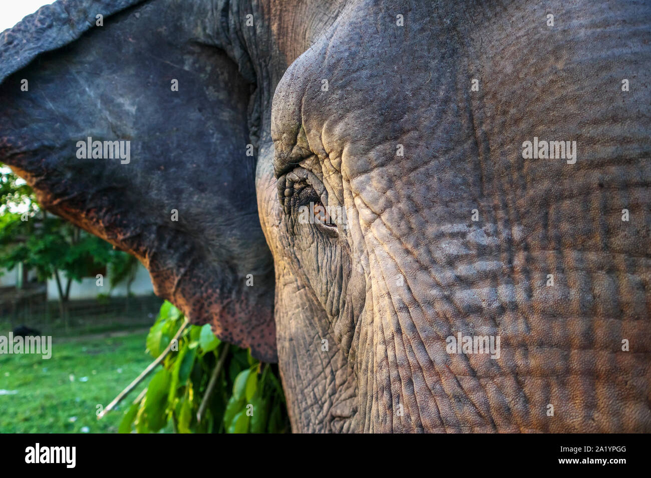 Straßenszene in Kaziranga, Golaghat Bezirk, Bochagaon, Assam, Indien: Nahaufnahme der Braunes Auge eines indischen Elefanten Zweige tragen Stockfoto