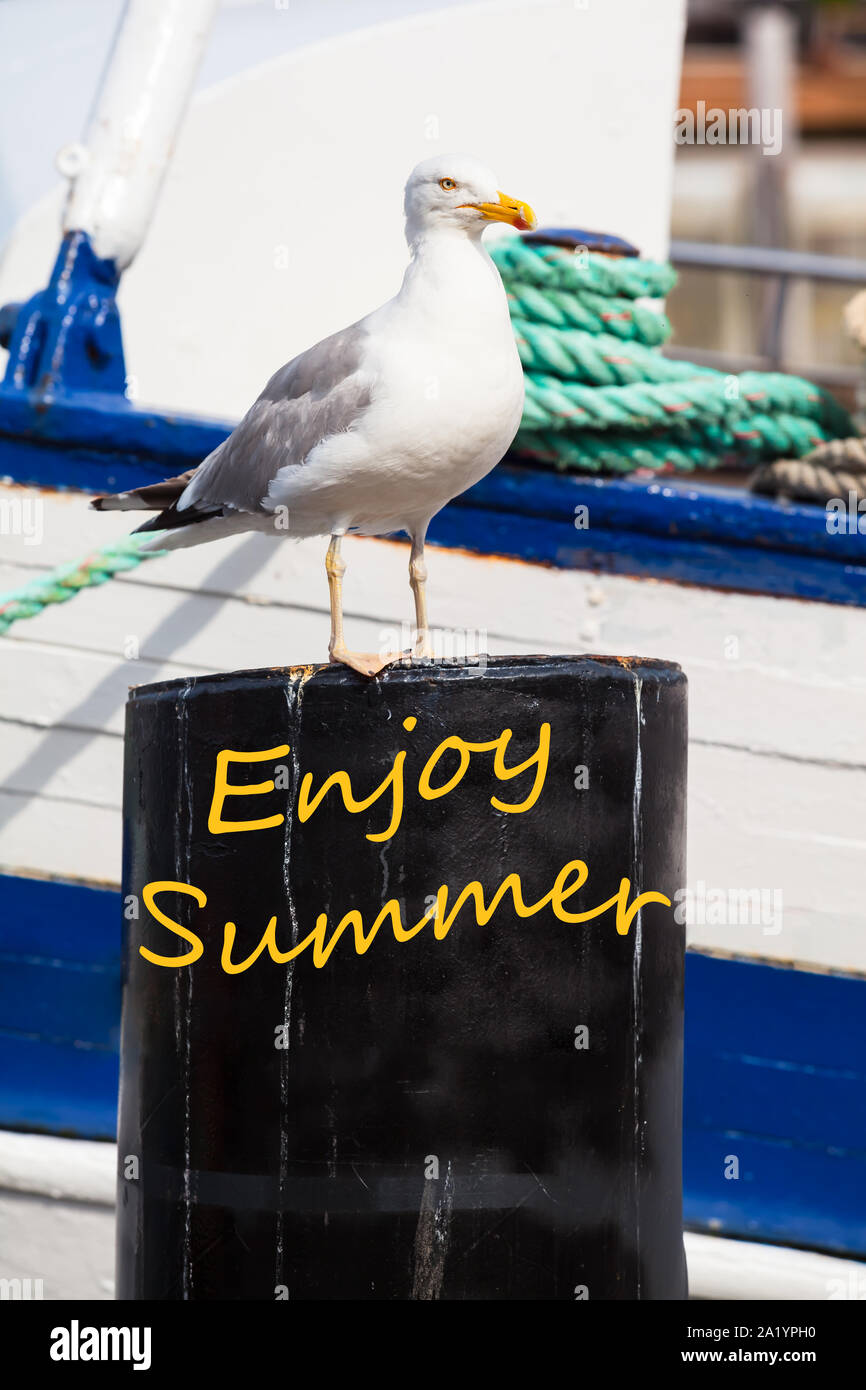 Schöne Möwe Portrait auf Metall Post vor Boot am Hafen als Postkarte Motiv - text Genießen Sie den Sommer Stockfoto