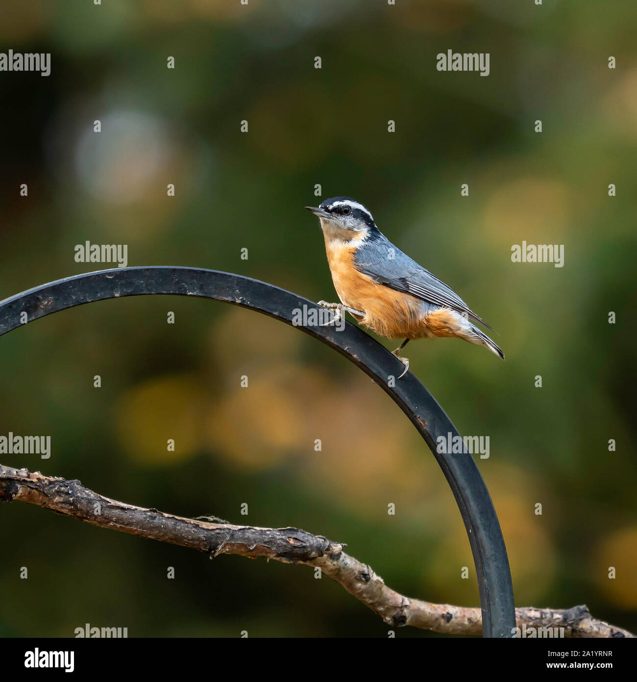 Rot - Kleiber Closeup breasted Stockfoto