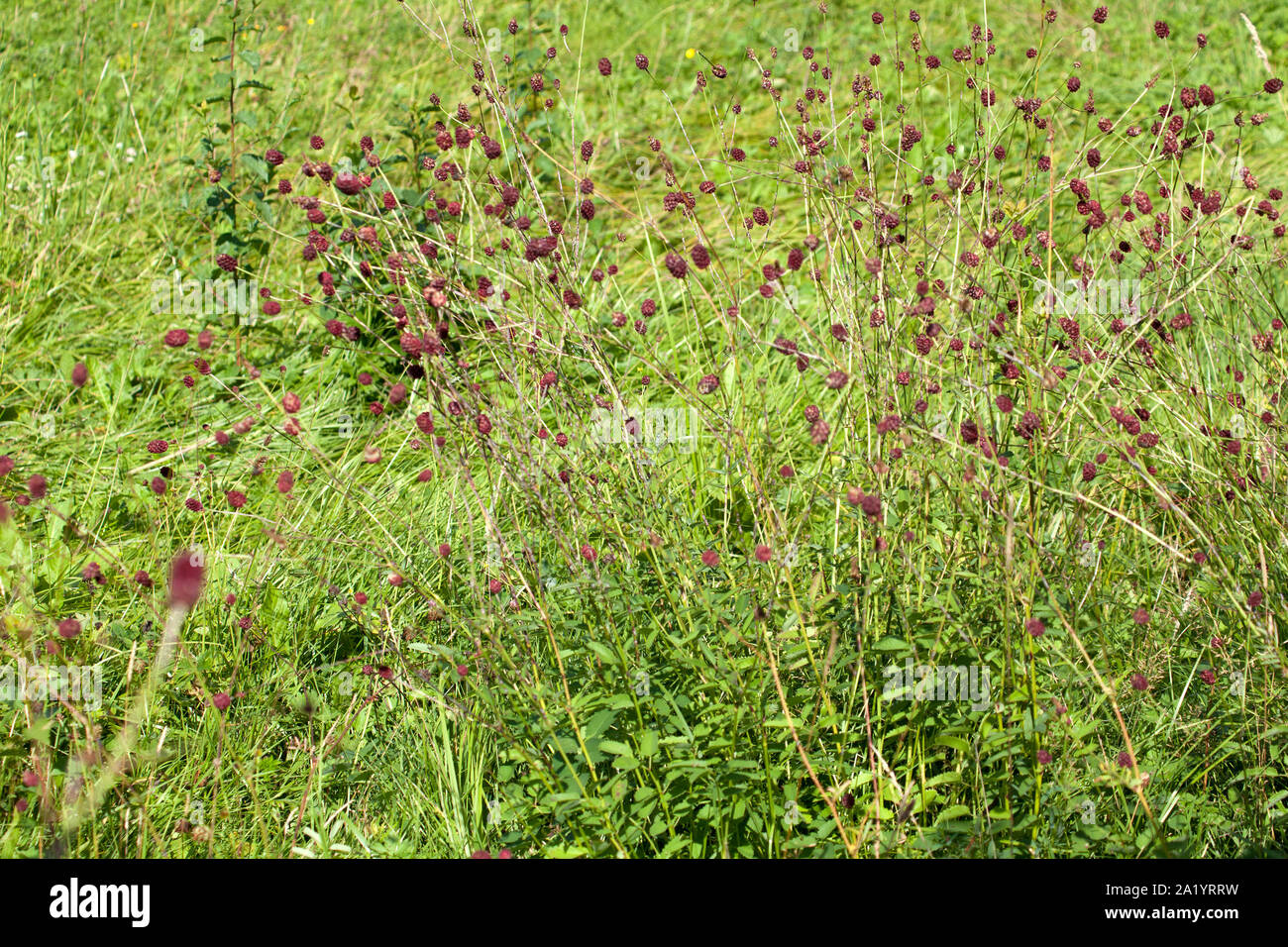 Die pimpinelle Sanguisorba officinalis Anlage in der Wiese Stockfoto