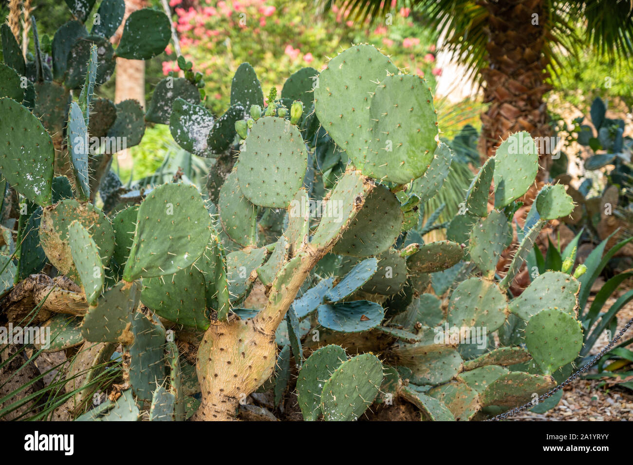 Eine große Zahl von Kakteen wachsen in das heiße Klima, San Antonio, Texas. Stockfoto