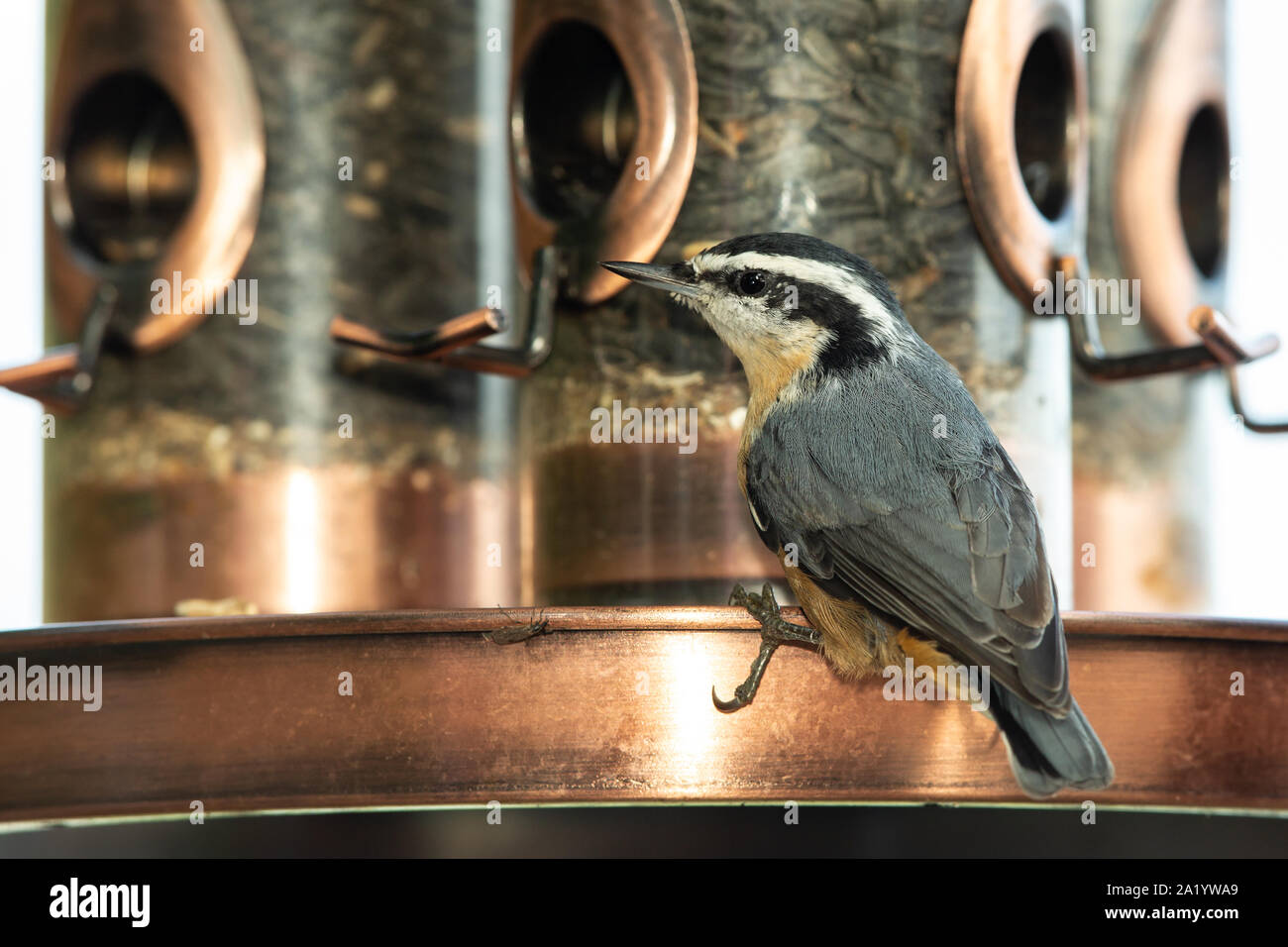 Red-breasted Kleiber an einem Bird Feeder Stockfoto