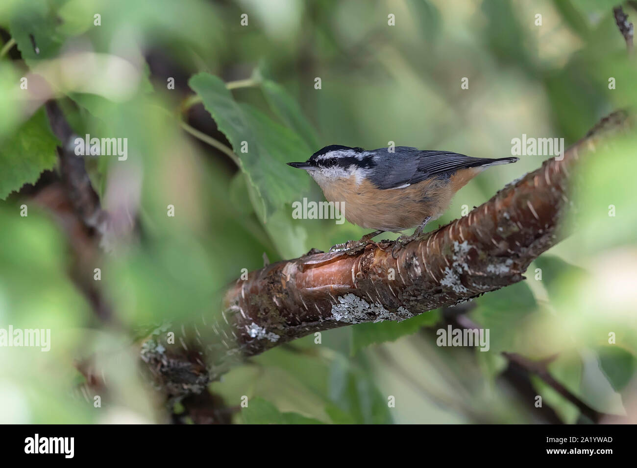 Rot - Kleiber Closeup breasted Stockfoto