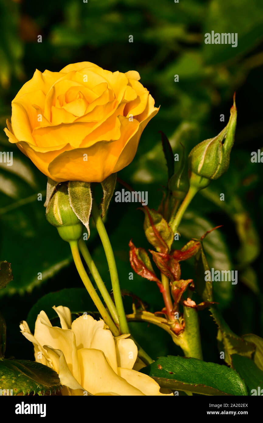 Eine vertikale Bild eines gelbe Rose wächst in einem Rosengarten in warmes Abendlicht Stockfoto