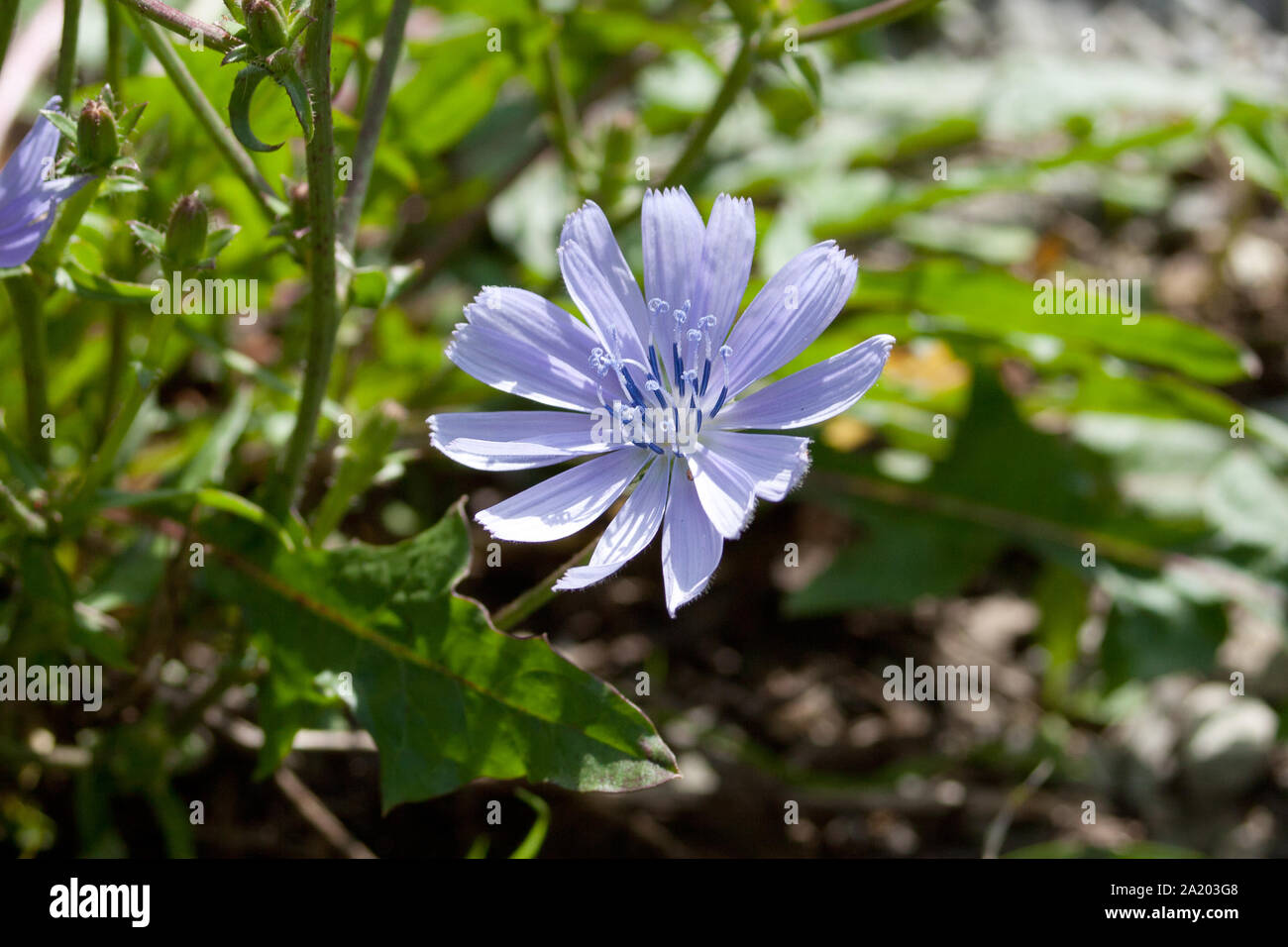 Gemeinsame Chicorée Pflanze mit lila Blüte Stockfoto