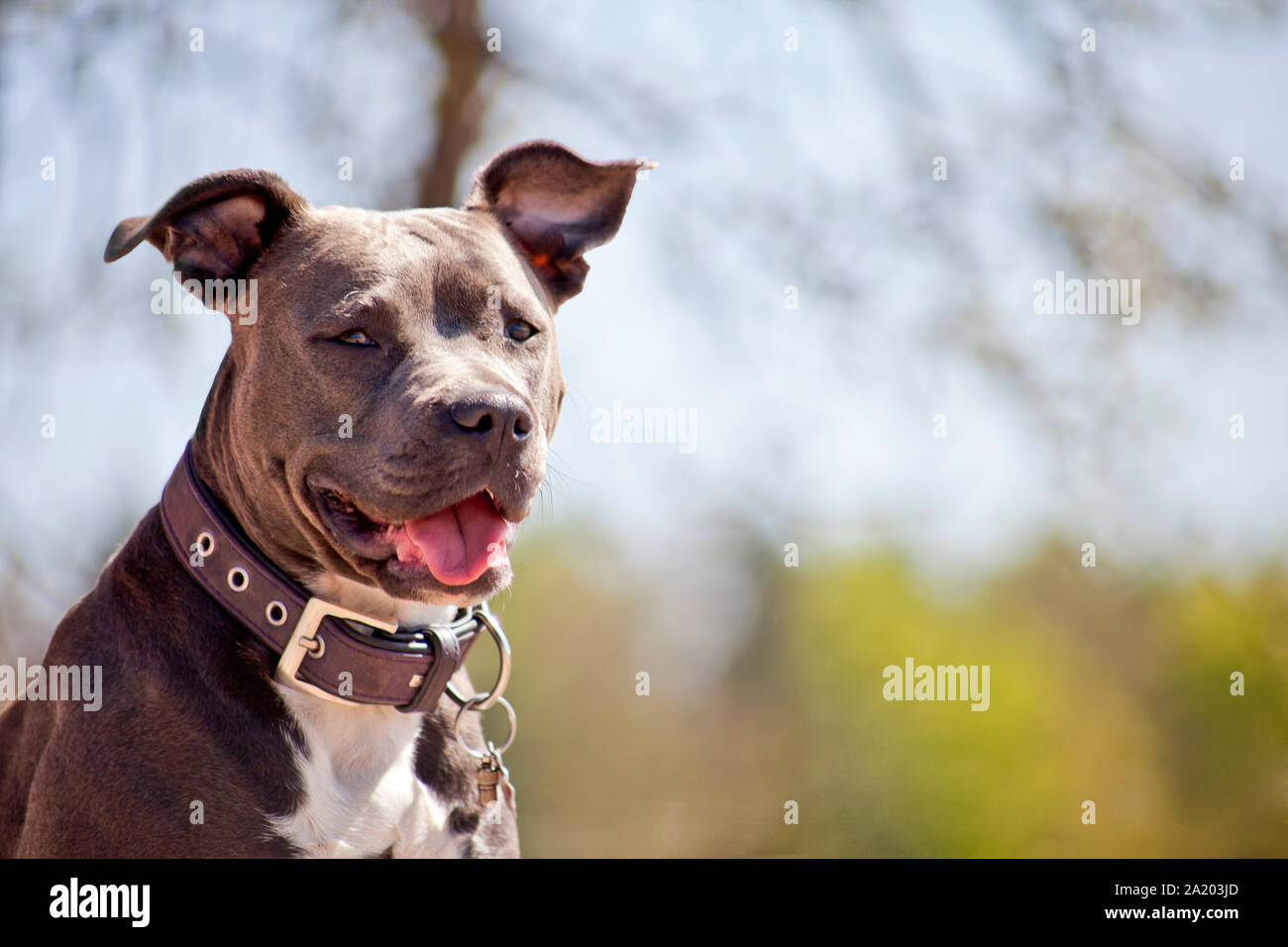 Grauer Pitbull Stockfotos Und Bilder Kaufen Alamy