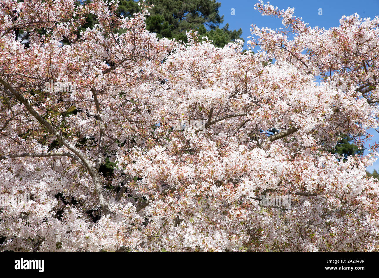 Blumen blühen. Schöner Kirschblütenbaum. Frühling Natur Blumenhintergrund. Blütenende rosafarbene Blume. Stockfoto