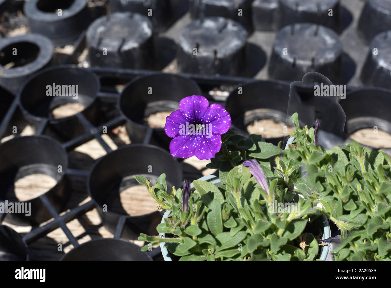 Purple Petunia in voller Blüte Stockfoto