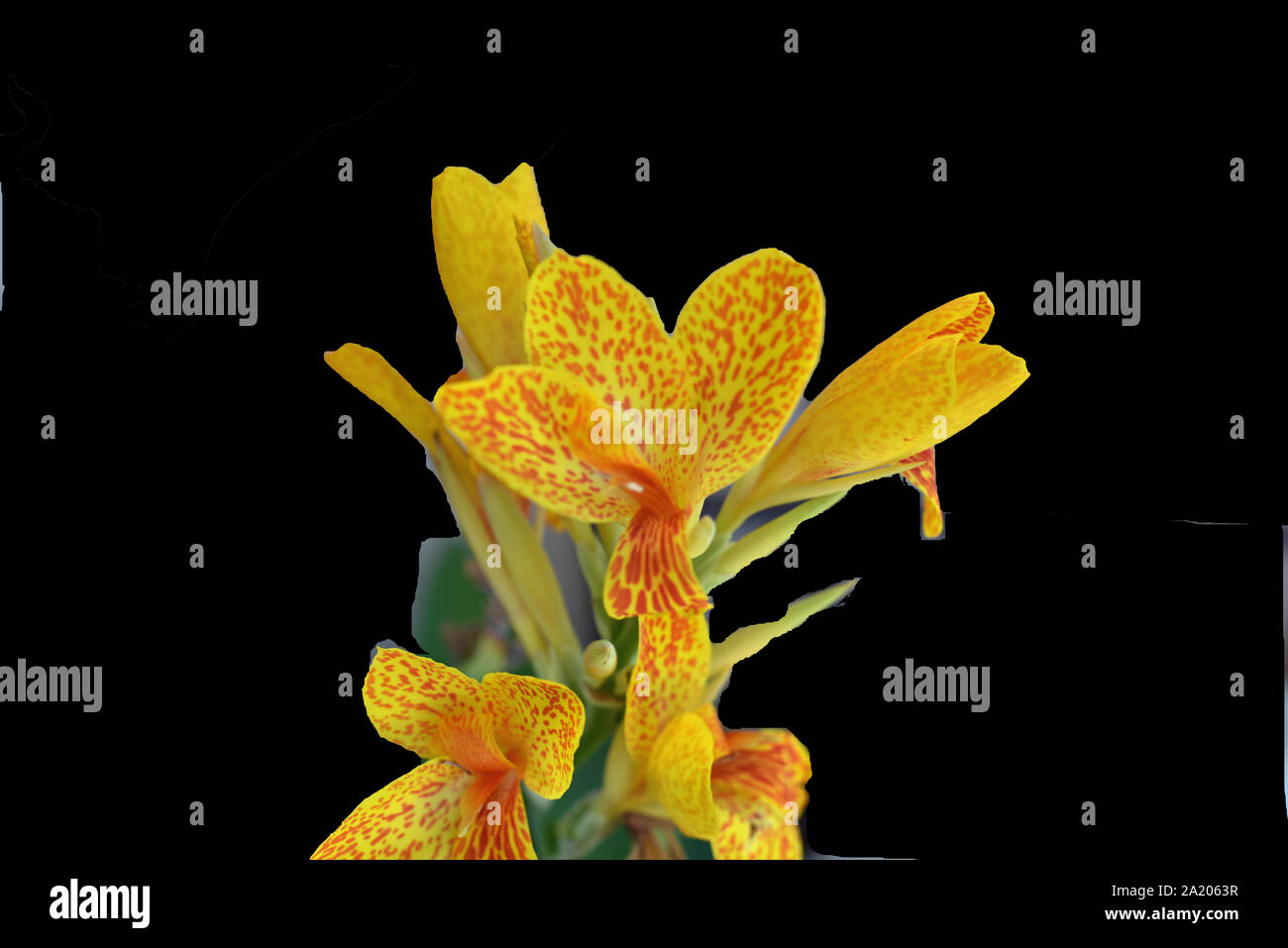 Blumen in voller Blüte Stockfoto