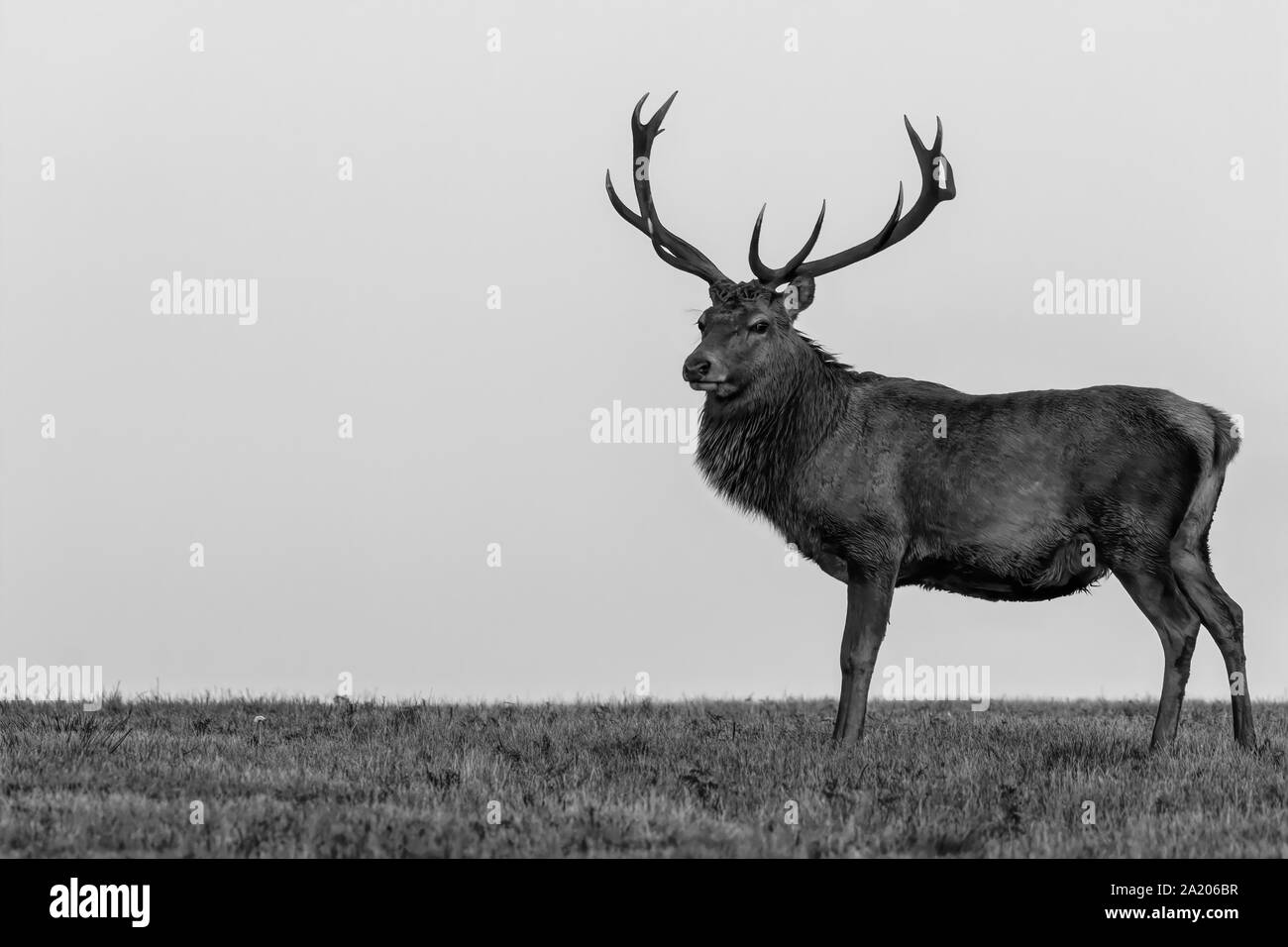 Red Deer Hirsch mit vollen Geweih Stockfoto