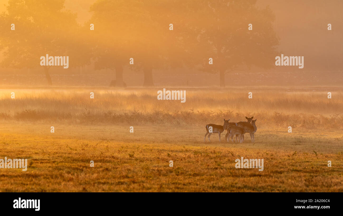 Damwild, Bradgate Park Leicestershire Stockfoto