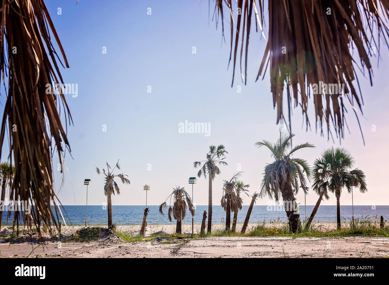 Neue birdhouses stand unter Beschädigte Palmen und verschiedene Rückstände Wurf ein Jahr nach Hurrikan Michael, Sept. 22, 2019, in Mexiko Strand, Florida. Stockfoto