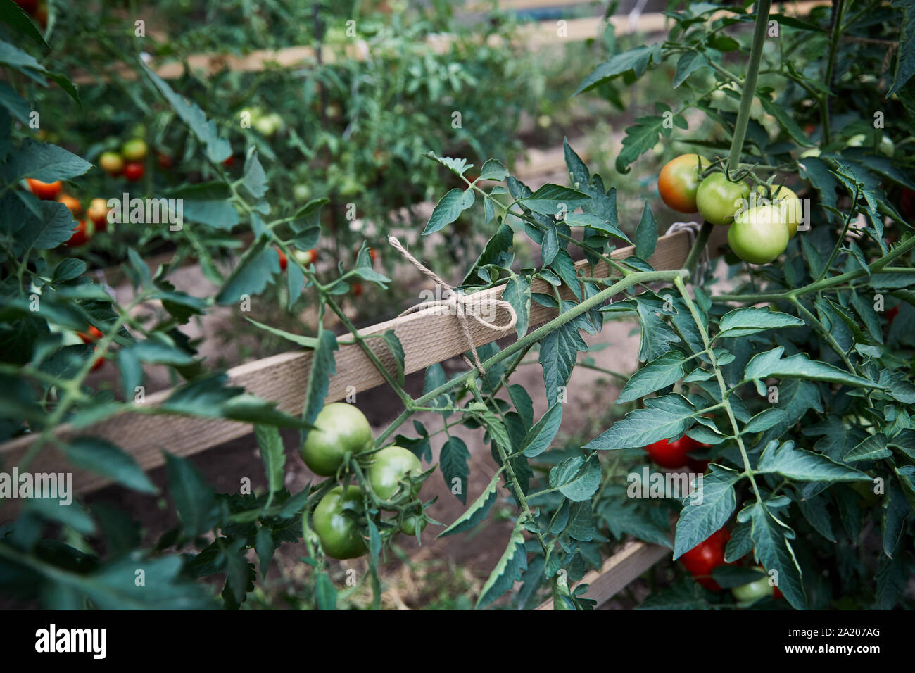 Grüne Tomaten wachsen im Gewächshaus Nahaufnahme. Natürliche Landwirtschaft und gesunde Ernährung Konzept Stockfoto