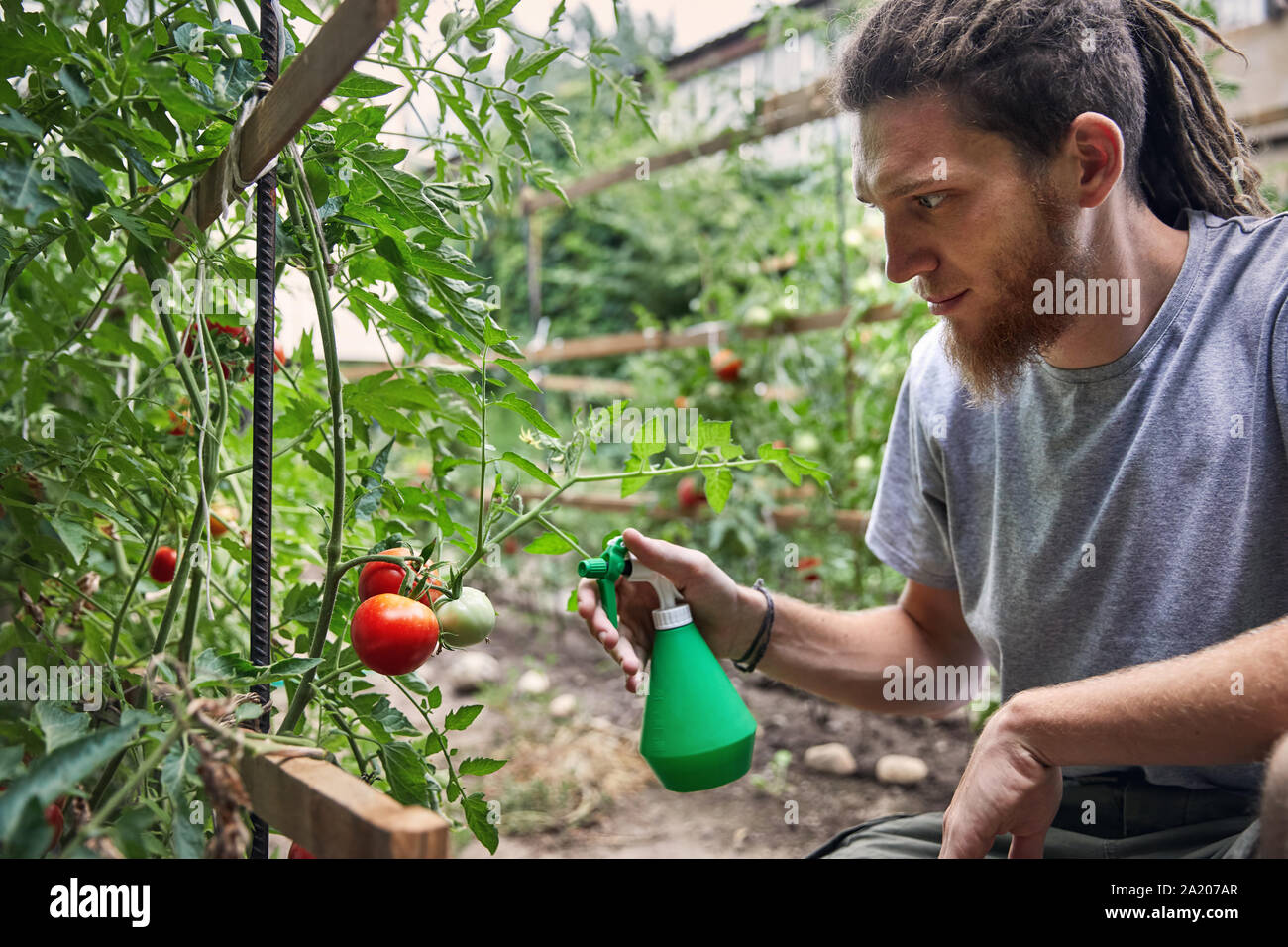 Bärtige Landwirt mit Dreadlocks arbeitet mit Garten im Hinterhof seines Hauses. Natürliche Landwirtschaft und gesunde Ernährung Konzept Stockfoto