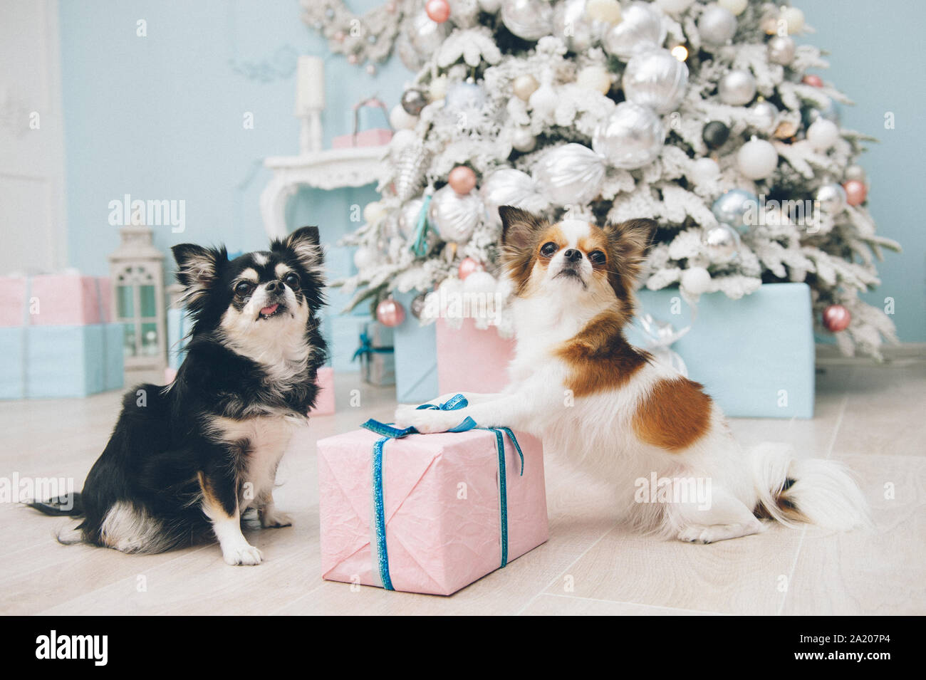 Zwei Chihuahua lustige Hunde sitzen in der Nähe von Weihnachten Baum mit Spielzeug mit rosa Box mit Weihnachtsgeschenk Stockfoto