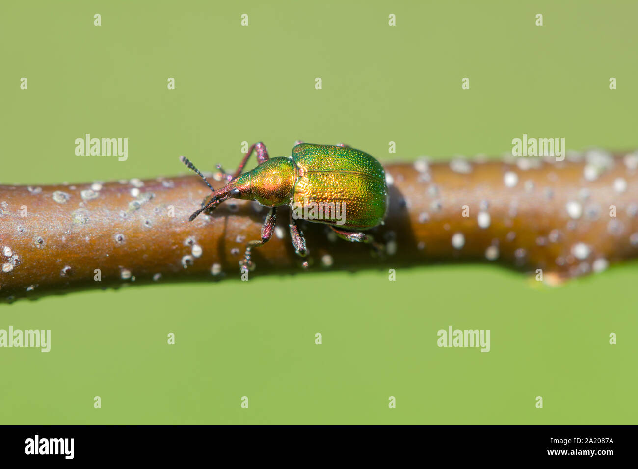 Blatt rolling Rüsselkäfer Stockfoto