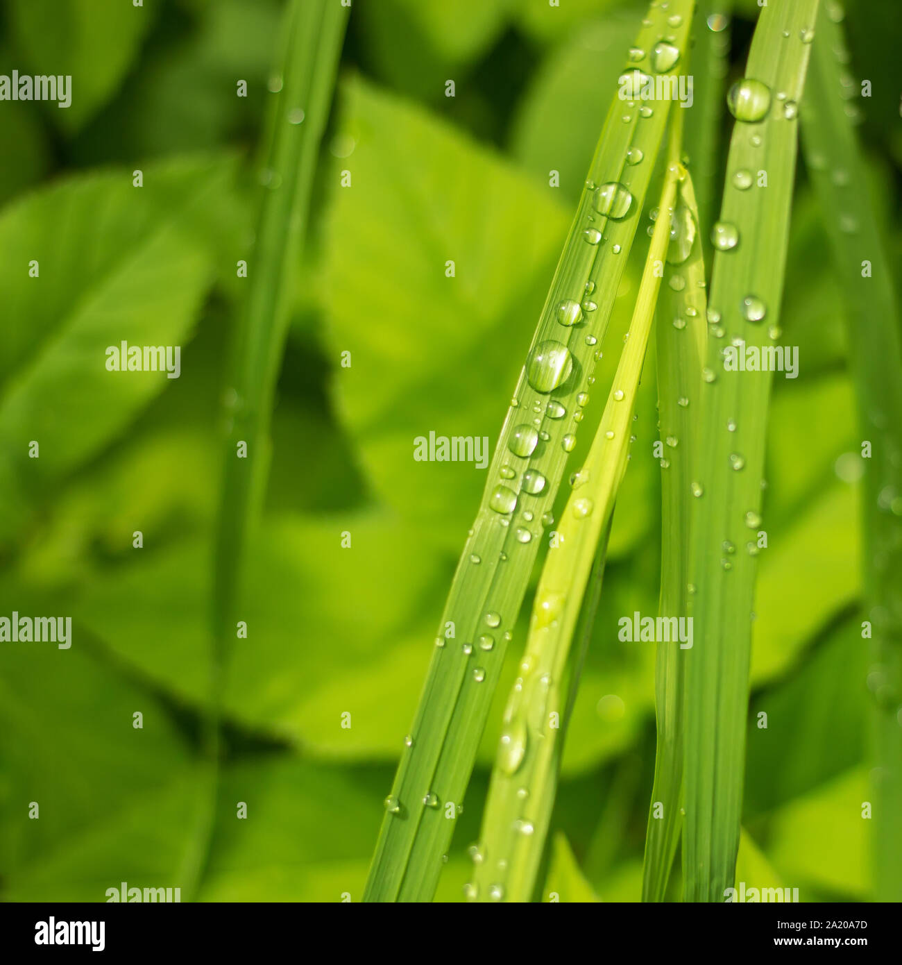 Saftig grüne Gras Segge closeup auf, die nach starkem Regen blieb spielen Silber Tropfen in der Sonne Stockfoto