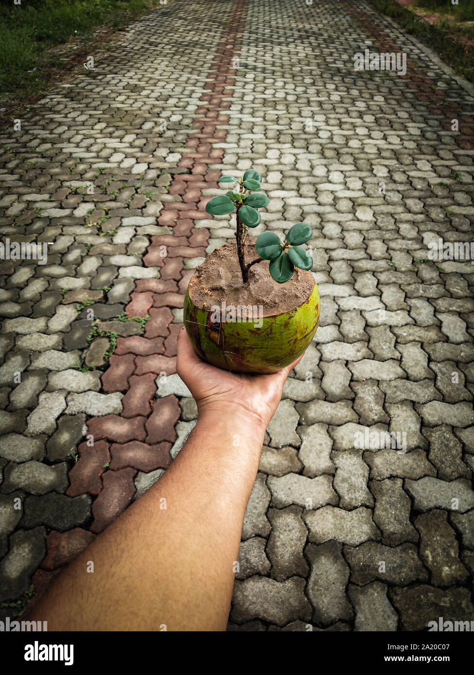 Bonsai von Ficus Baum in Kokos. Die Verwendung der alten Kokosnussschalen effektiv wie eine Pflanze pod für eine Anlage verwendet werden kann. Stockfoto