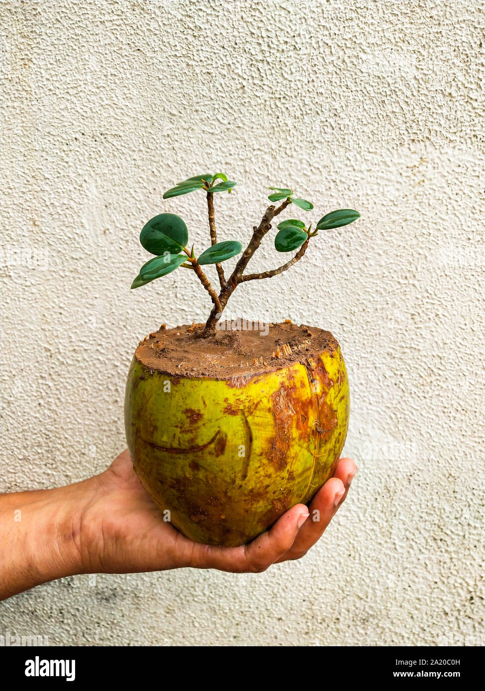 Bonsai von Ficus Baum in Kokos. Die Verwendung der alten Kokosnussschalen effektiv wie eine Pflanze pod für eine Anlage verwendet werden kann. Stockfoto