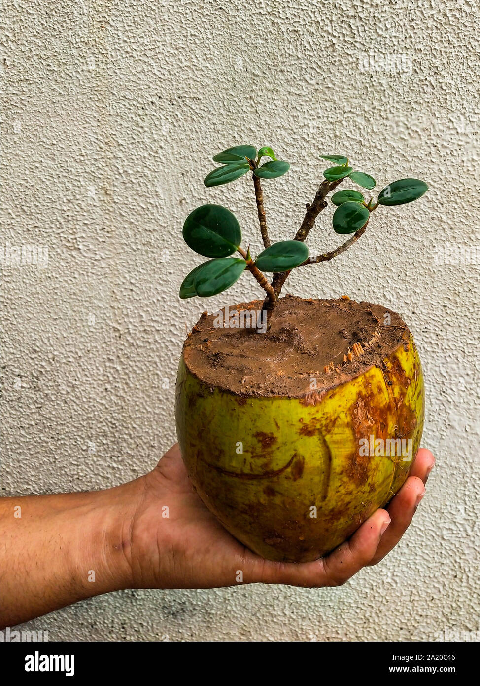 Bonsai von Ficus Baum in Kokos. Die Verwendung der alten Kokosnussschalen  effektiv wie eine Pflanze pod fr eine Anlage verwendet werden kann  Stockfotografie - Alamy
