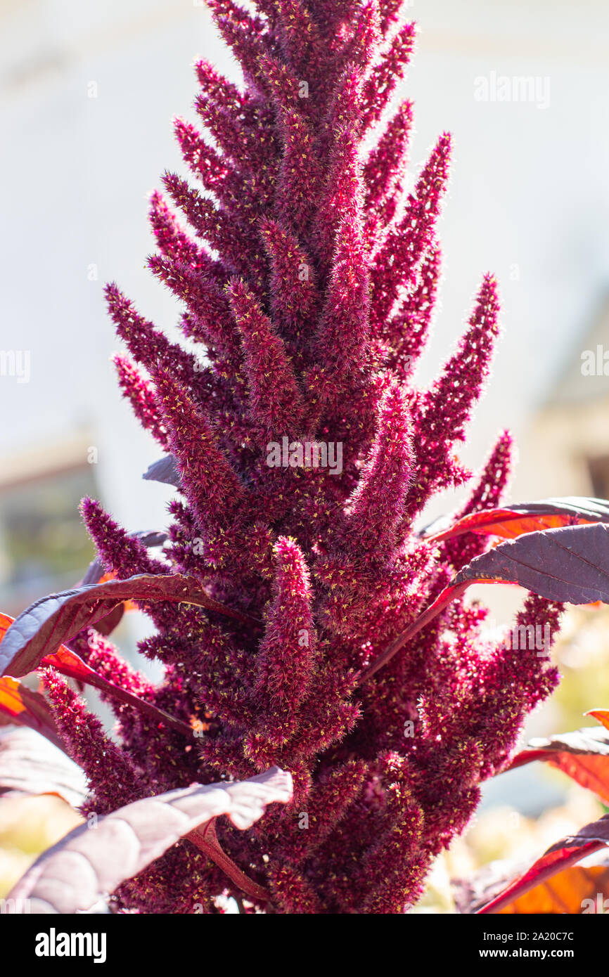 Amaranthus hypochondriacus Fotos und Bildmaterial in hoher Auflösung