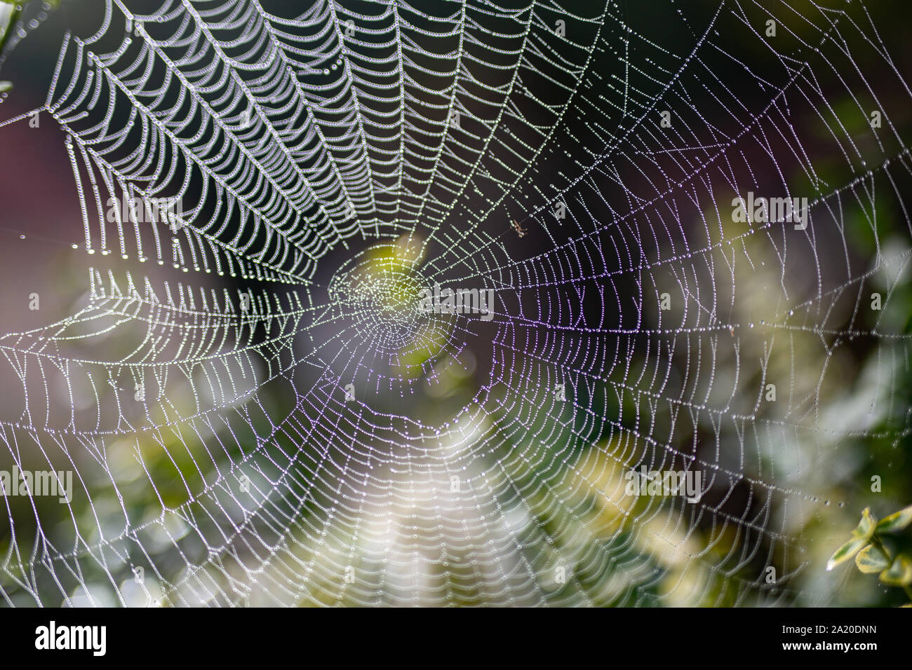 Dicht Spiderweb, bunte Foto gewebt. Polen. Stockfoto