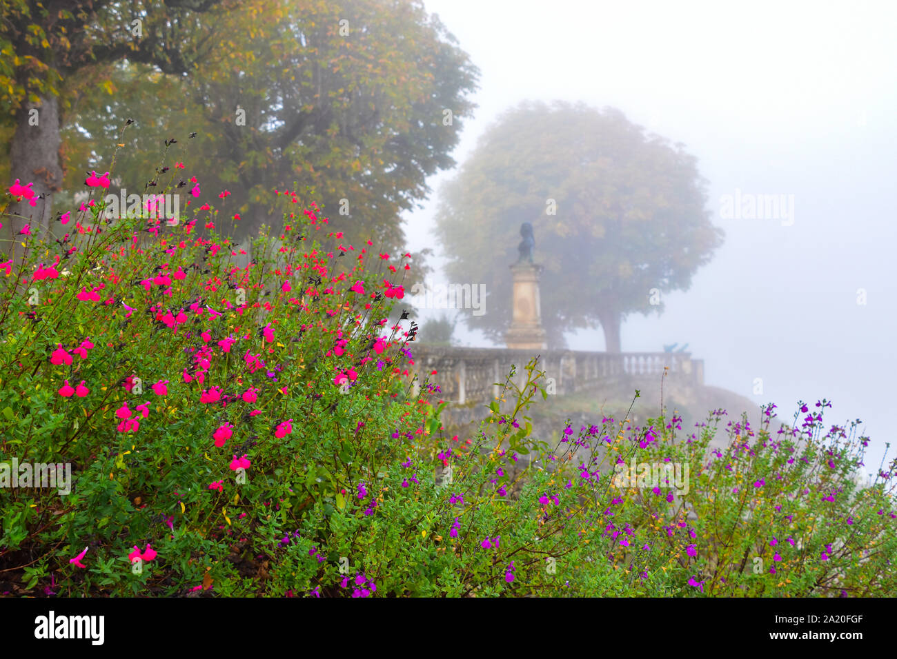 Blumen im Nebel, Domme, Dordogne, Dordogne, Périgord, Aquitanien, Frankreich Stockfoto