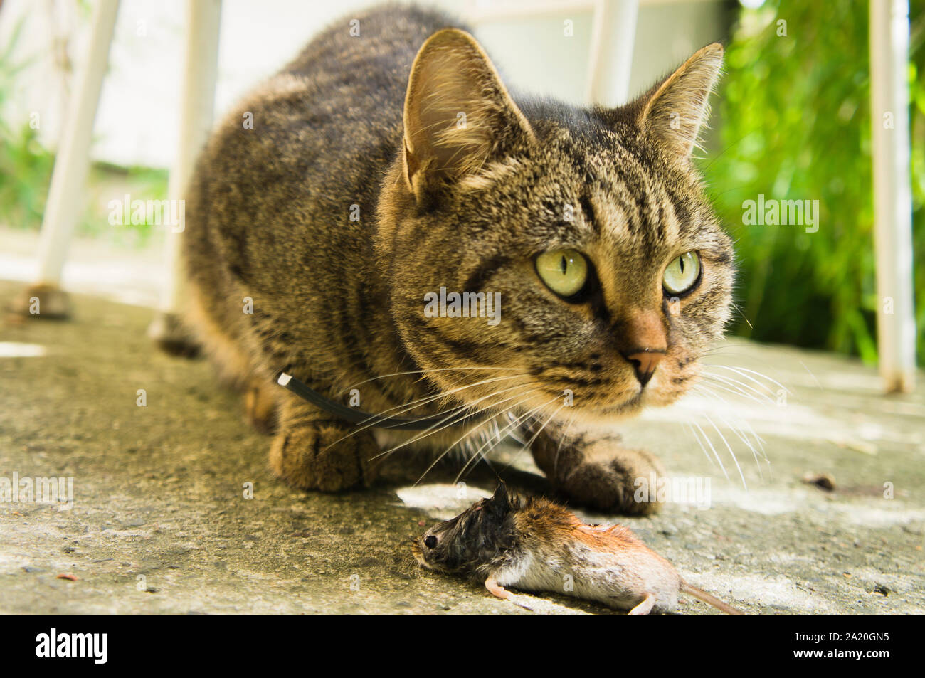 Eine Katze frisst die Beute Common Vole auf dem Estrich. (CTK Photo/Libor Sojka) Stockfoto