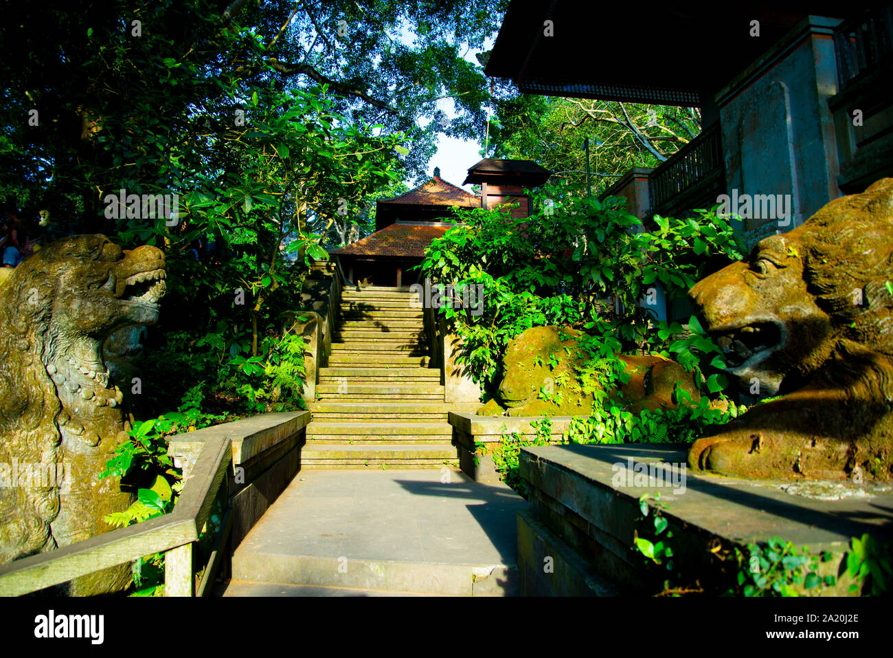 Affenwald von Ubud - Bali - Indonesien Stockfoto