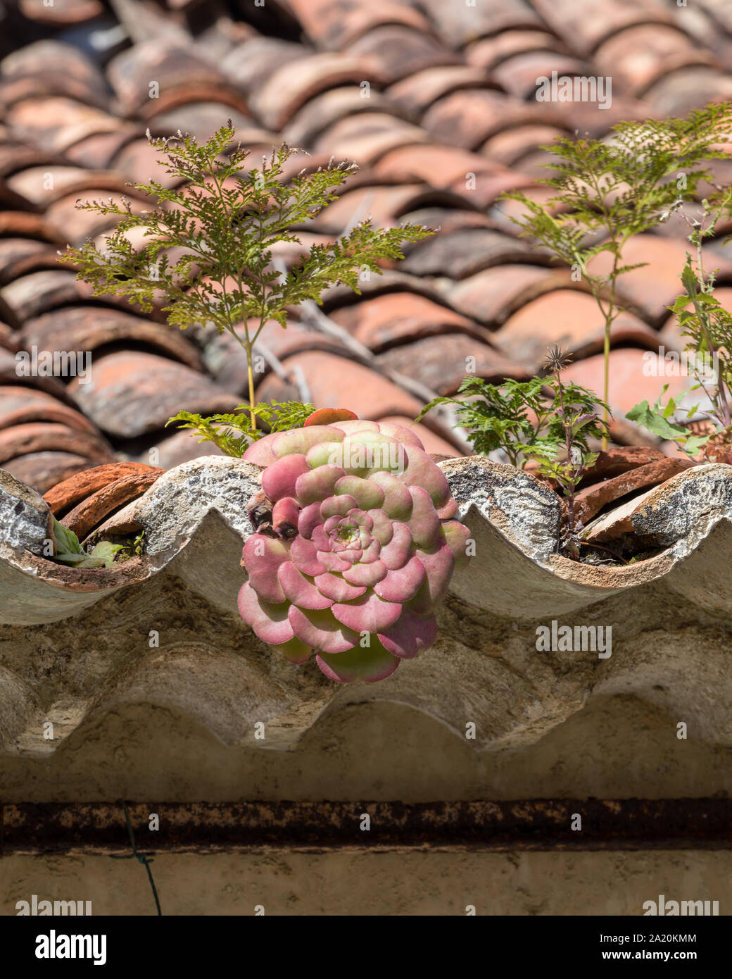 Miniatur sukkulenten Pflanzen wachsen auf eine alte Dachziegel. Madeira.  Portugal Stockfotografie - Alamy