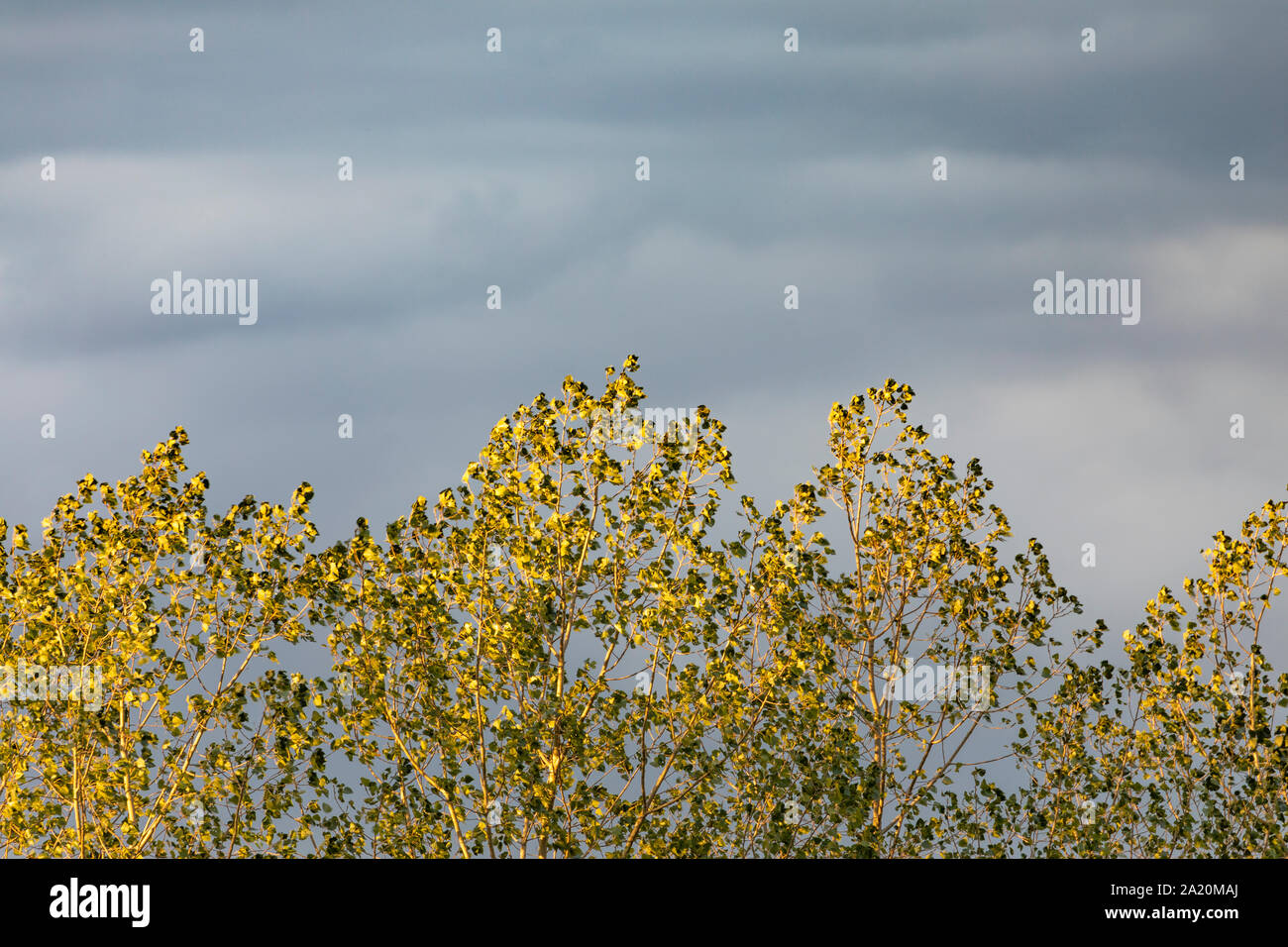 Feder und Natur, Auvergne, Frankreich. Stockfoto