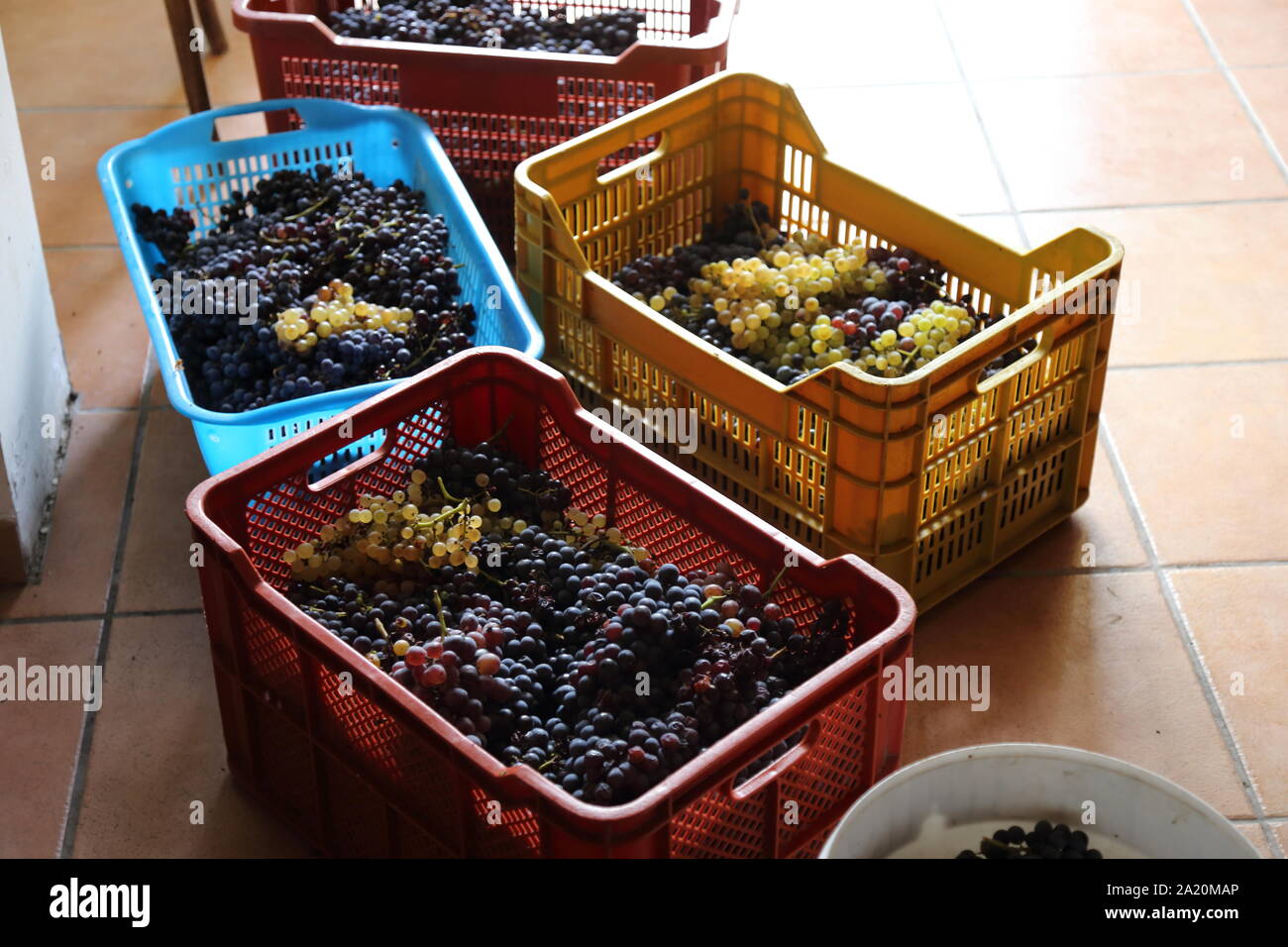Die schwarze Traube der 2019 Jahrgang in Kampanien - Italien Stockfoto