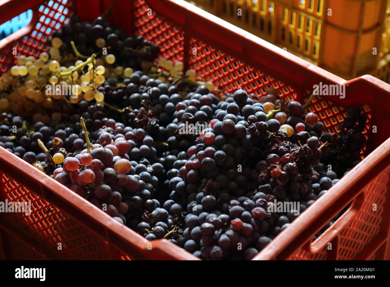 Die schwarze Traube der 2019 Jahrgang in Kampanien - Italien Stockfoto