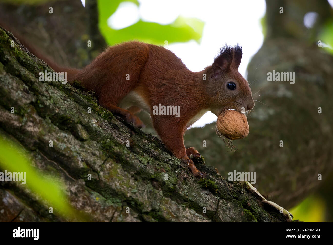 Eichhörnchen im Wald in der Wildnis Stockfoto